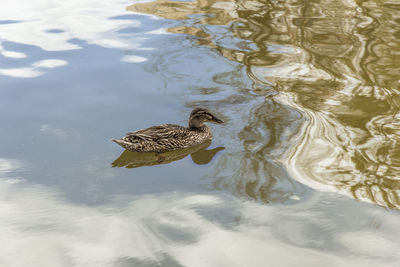 High angle view of duck swimming in lake