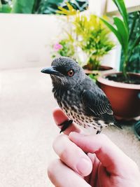Close-up of hand holding bird