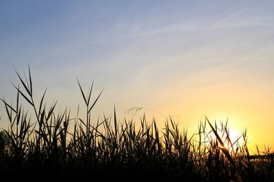 Silhouette plants on field against sky during sunset