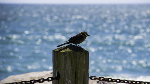 Bird perching on wooden post by sea