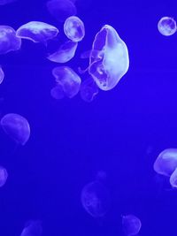 Close-up of jellyfish against blue background