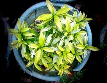 High angle view of potted plant in container