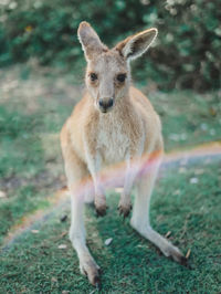 Portrait of kangaroo standing on field
