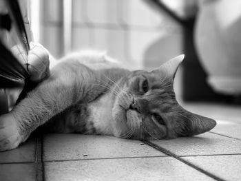 Close-up of cat resting on tiled floor