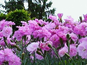 Close-up of pink flowers