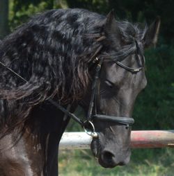 Close-up of horse on field