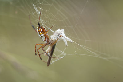 Long horned spider on web spider