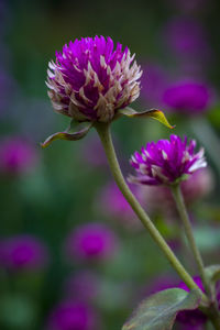 Close-up of pink flowering plant