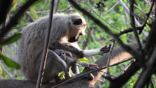 Monkey sitting on tree branch