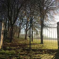 Bare trees on field