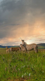 Herd of zebra's standing in the plains and savannah of an african national park during sunset.