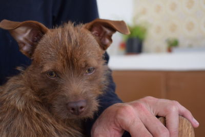 Close-up of man holding dog at home