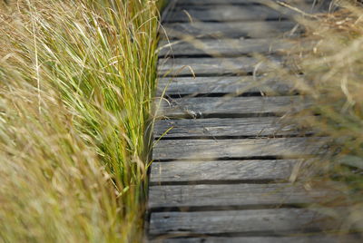 Close-up of plants growing on field