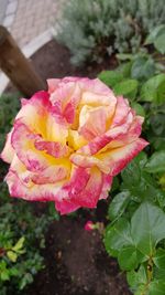 Close-up of pink flower blooming outdoors