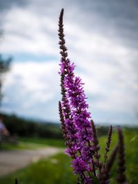 Close-up of purple flowering plant on field against sky