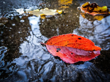 Close-up of wet red leaf on lake during autumn