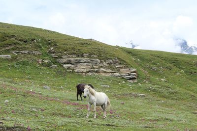 Horse standing on field against sky