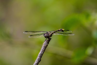 Close-up of damselfly perching on leaf