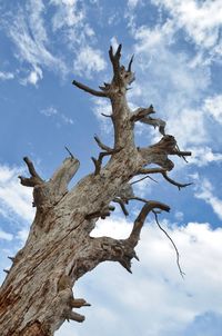 Low angle view of bare tree against sky