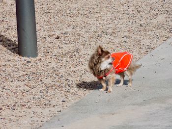 High angle view of dog walking on road