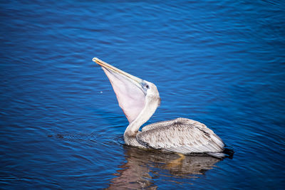 Bird swimming in lake