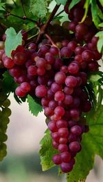 Close-up of berries growing on tree