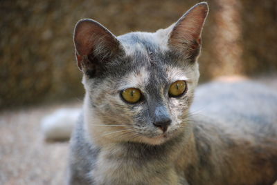 Close-up portrait of cat