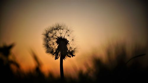Silhouette of dandelion against sky during sunset