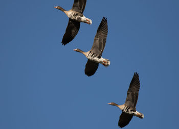 Low angle view of seagulls flying against clear blue sky