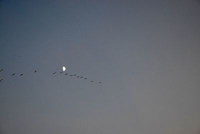 Low angle view of birds flying in the sky