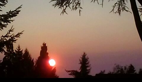 Silhouette of trees at sunset