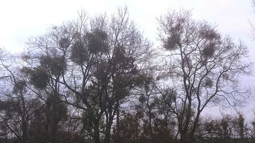 Low angle view of bare trees