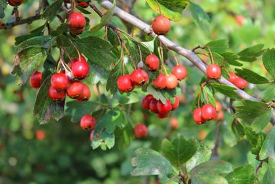 Close-up of red berries growing on tree