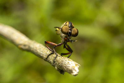 The robber fly insect or asilidae is an aggressive family of flies. predatory insects in the wild 