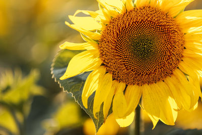 Close-up of sunflower