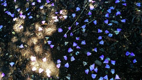 Full frame shot of purple flowers