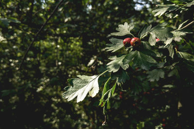 Close-up of flowers