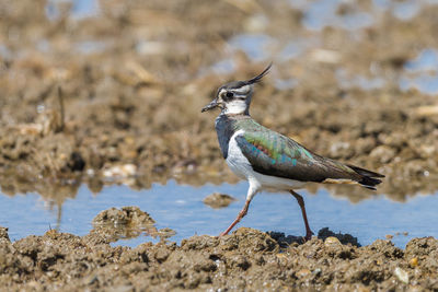 Close-up side view of a bird