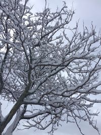 Low angle view of frozen tree against sky