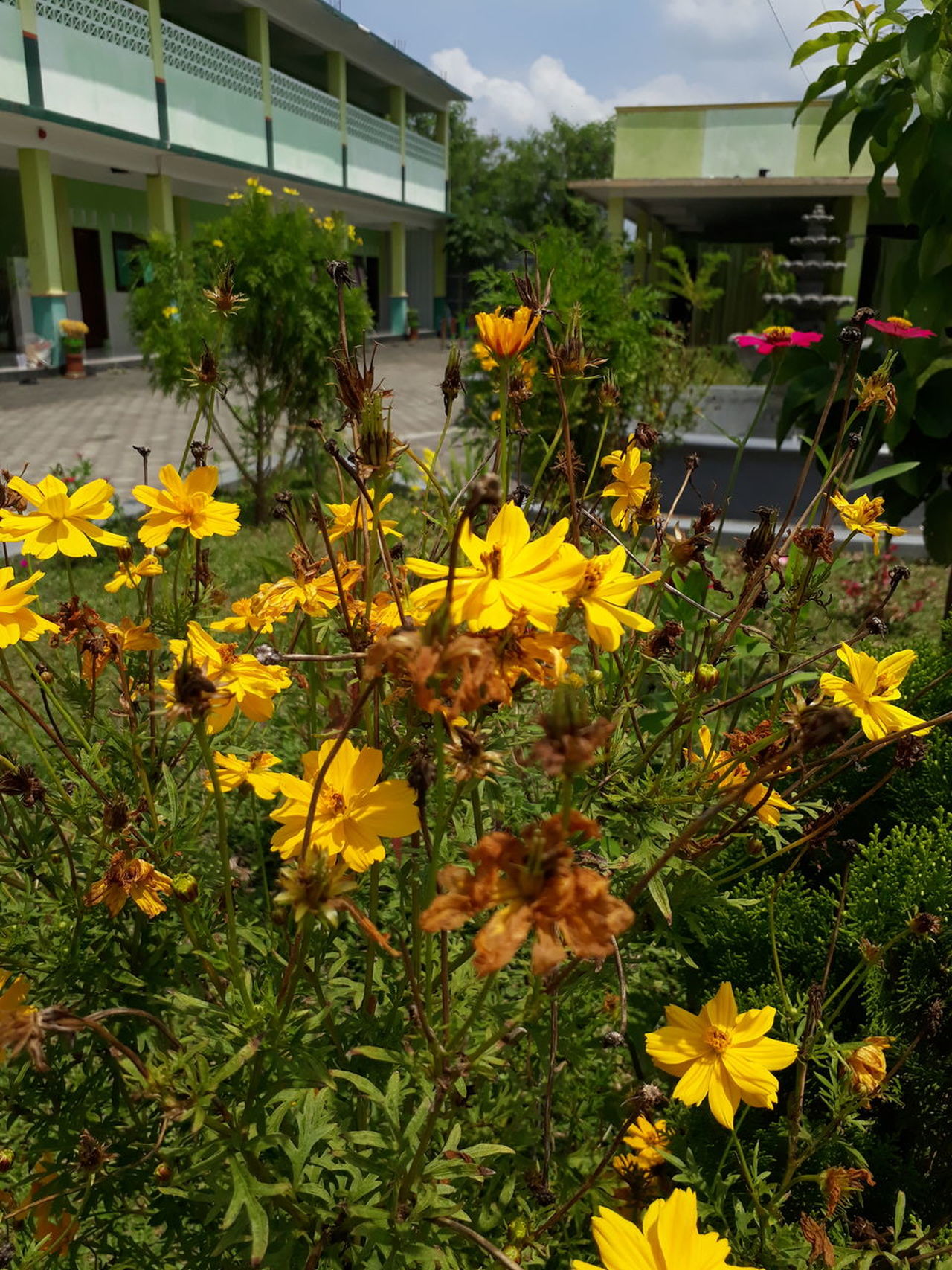 Mountain marigold