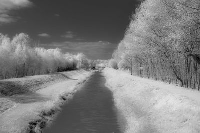 Empty road amidst trees during winter