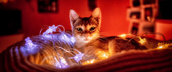 Portrait of cat relaxing at home