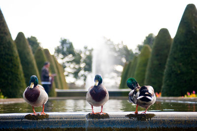 Close-up of birds on the lake