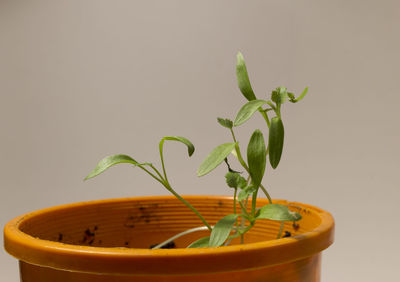 Close-up of potted plant against white background