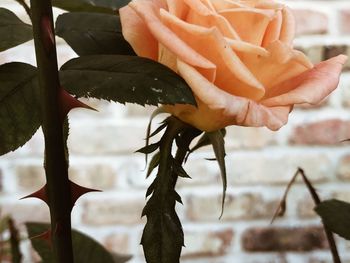 Close-up of flowering plant