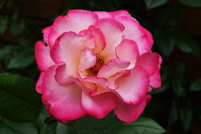 Close-up of pink flower blooming outdoors