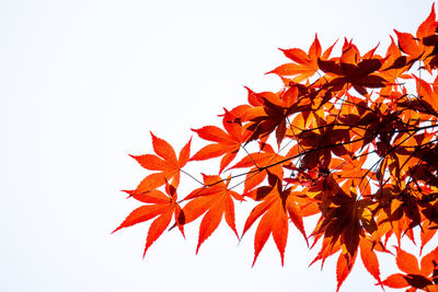 Low angle view of maple leaves on branch against sky