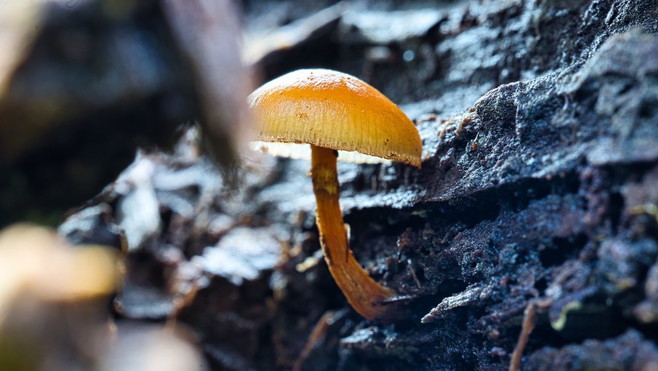 CLOSE-UP OF MUSHROOMS ON TREE