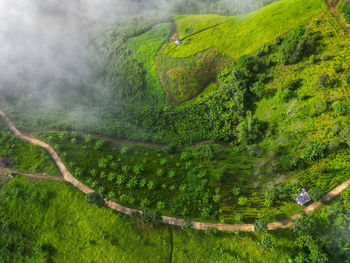 High angle view of trees in forest