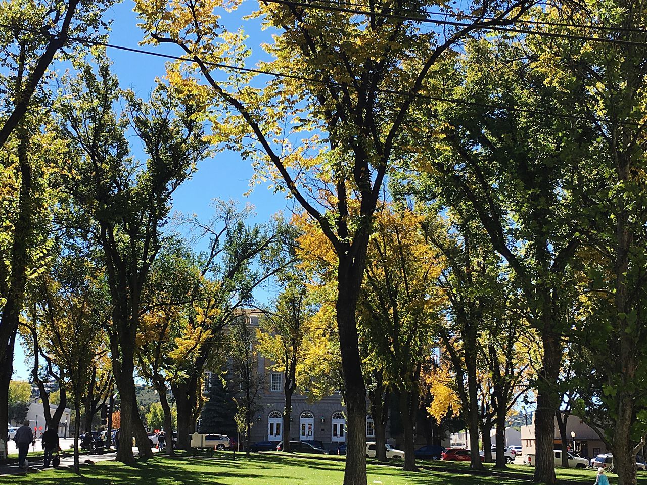 tree, growth, branch, tree trunk, park - man made space, green color, autumn, low angle view, sunlight, nature, tranquility, yellow, beauty in nature, change, day, outdoors, park, street light, sky, incidental people